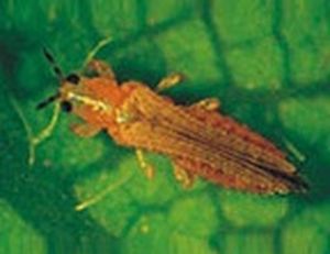 uploads/images/pest/aphids cp.jpg